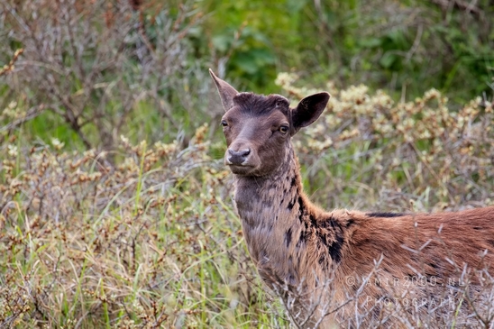 Deer_Amsterdamse_Waterleidingduinen_herten_nature_Amsterdam_Netherlands_Landscape_Photography_110_Canon_EOS_5D_Mark_IV.JPG