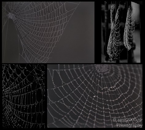 Dew_Cobweb_Nature_Landscape_Photography_001_Canon_EOS_7D.JPG