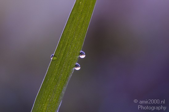 Dew_on_plant_macro_Nature_Landscape_Photography_001_Canon_EOS_5D_Mark_IV.JPG