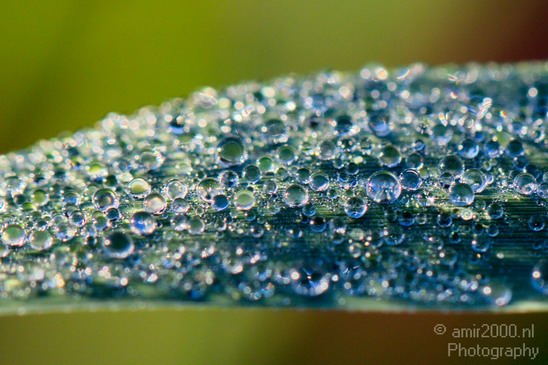 Dew_on_plant_macro_Nature_Landscape_Photography_004_Canon_EOS_5D_Mark_IV.JPG