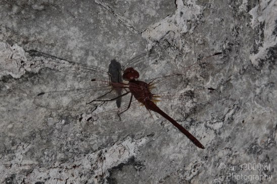 Dragonfly_Landscape_Photography_001_Canon_EOS_50D.JPG