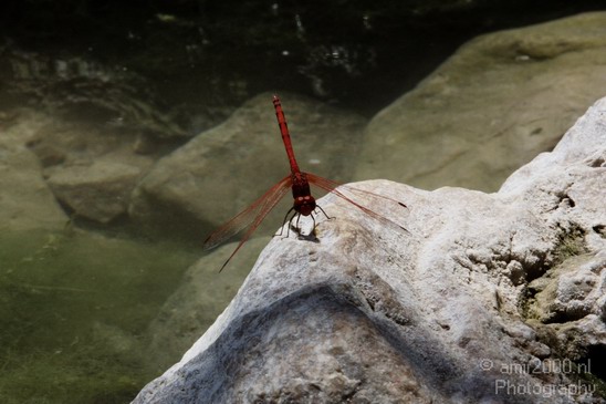 Dragonfly_Nature_Landscape_Photography_001_Canon_EOS_50D.JPG