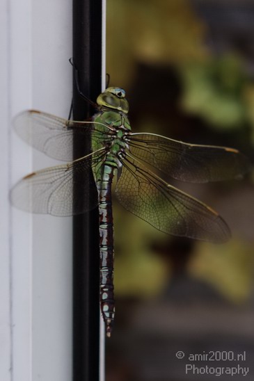 Dragonfly_Nature_Landscape_Photography_003_Canon_EOS_50D.JPG