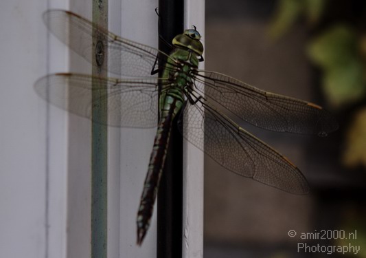 Dragonfly_Nature_Landscape_Photography_004_Canon_EOS_50D.JPG