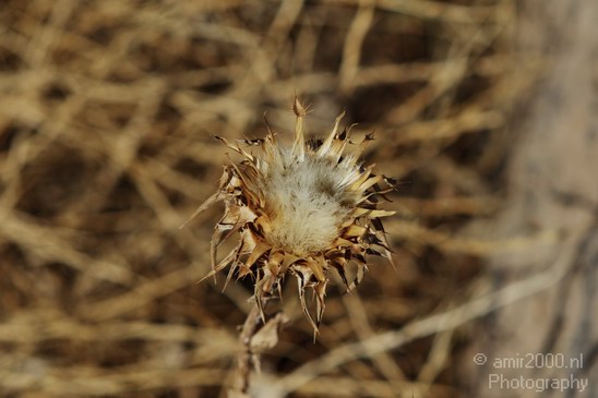Dry_Thorn_Nature_Landscape_Photography_001_Canon_EOS_7D.JPG