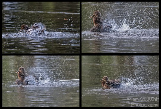 Duck_Bathing_in_Water_Nature_Landscape_Photography_001_Canon_EOS_7D.JPG