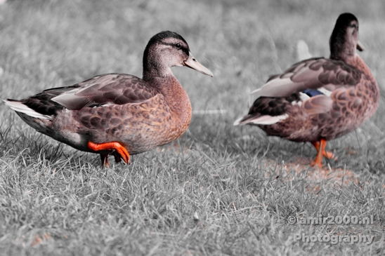 Duck_Eend_Nature_Photography_Canon_7D_0001.JPG