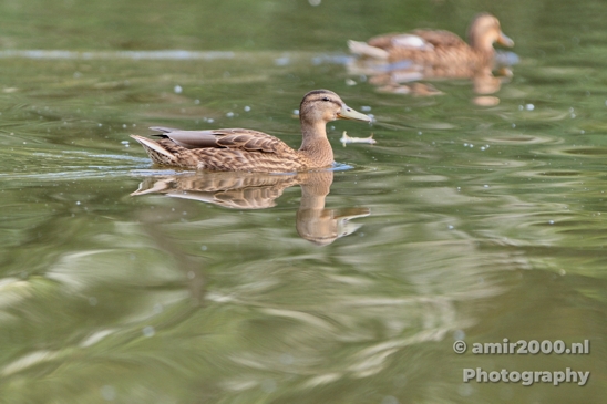 Duck_Eend_Nature_Photography_Canon_7D_0004.JPG