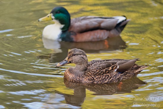 Duck_Nature_Landscape_Photography_003_Canon_EOS_7D.JPG