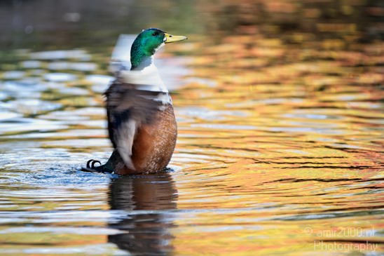 Duck_Nature_Landscape_Photography_004_Canon_EOS_7D.JPG