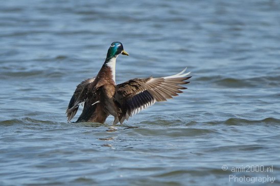 Duck_Nature_Landscape_Photography_010_Canon_EOS_7D.JPG