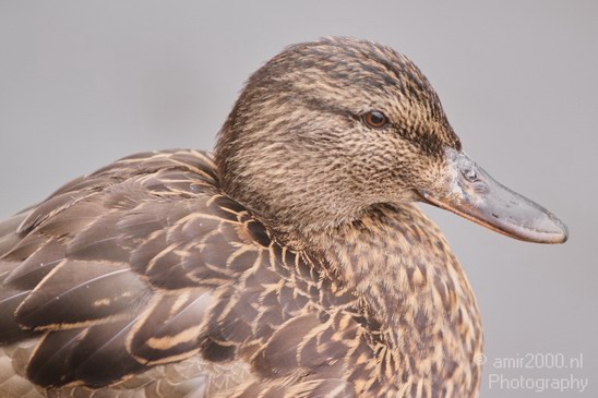 Duck_Nature_Landscape_Photography_011_Canon_EOS_7D.JPG