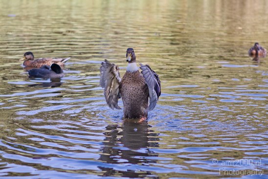 Duck_nature_Landscape_Photography_001_Canon_EOS_5D_Mark_IV.JPG