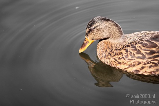 Duck_nature_Landscape_Photography_003_Canon_EOS_5D_Mark_IV.JPG