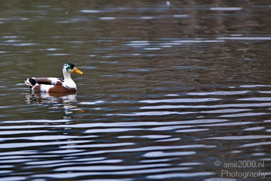 Duck_nature_Landscape_Photography_005_Canon_EOS_5D_Mark_IV.JPG