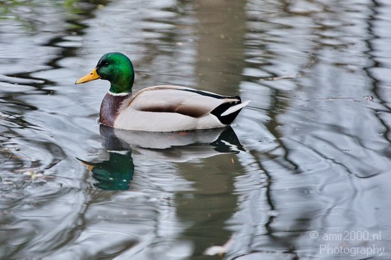 Duck_nature_Landscape_Photography_006_Canon_EOS_5D_Mark_IV.JPG