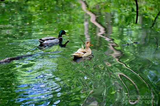 Duck_nature_Landscape_Photography_010_Canon_EOS_5D_Mark_IV.JPG