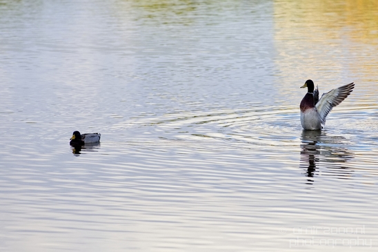 Duck_nature_Landscape_Photography_018_Canon_EOS_5D_Mark_IV.JPG