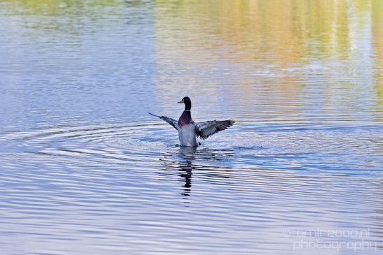 Duck_nature_Landscape_Photography_019_Canon_EOS_5D_Mark_IV.JPG