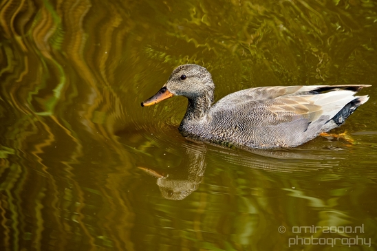 Duck_nature_Landscape_Photography_023_Canon_EOS_5D_Mark_IV.JPG