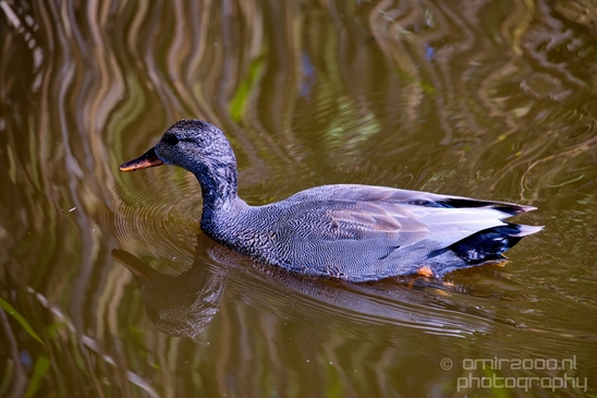 Duck_nature_Landscape_Photography_024_Canon_EOS_5D_Mark_IV.JPG