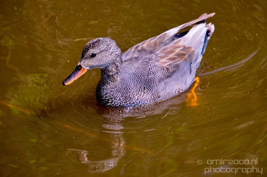 Duck_nature_Landscape_Photography_025_Canon_EOS_5D_Mark_IV.JPG