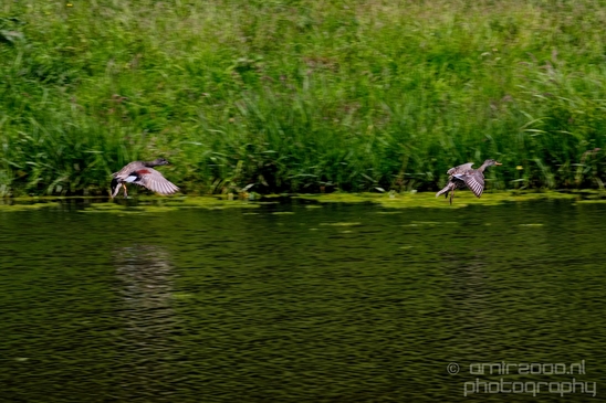 Duck_nature_Landscape_Photography_026_Canon_EOS_5D_Mark_IV.JPG
