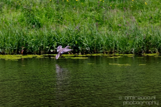 Duck_nature_Landscape_Photography_028_Canon_EOS_5D_Mark_IV.JPG