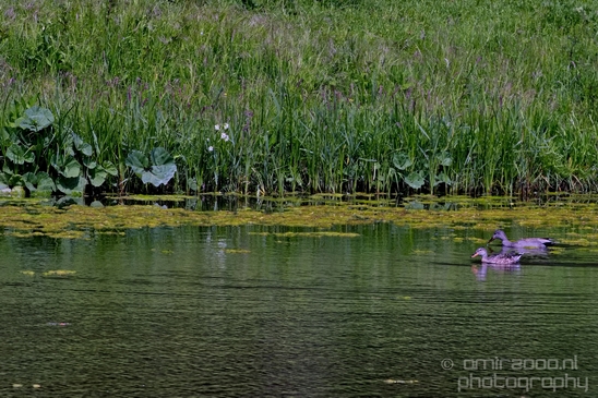 Duck_nature_Landscape_Photography_029_Canon_EOS_5D_Mark_IV.JPG