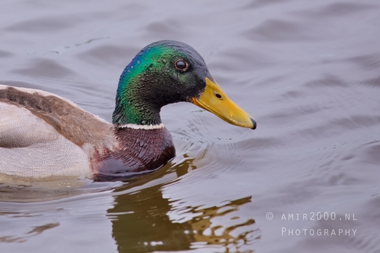 Duck_nature_Landscape_Photography_031_Canon_EOS_5D_Mark_IV.JPG