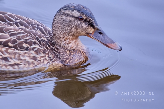 Duck_nature_Landscape_Photography_032_Canon_EOS_5D_Mark_IV.JPG