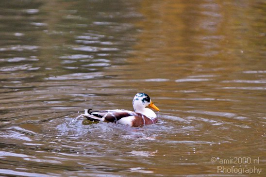 Duck_nature_Landscape_Photography_039_Canon_EOS_5D_Mark_IV.JPG