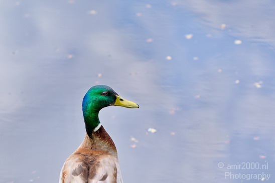 Duck_nature_Landscape_Photography_047_Canon_EOS_5D_Mark_IV.JPG