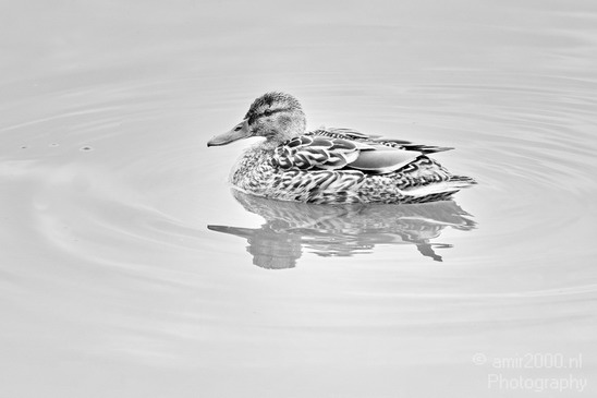 Duck_nature_Landscape_Photography_049_Canon_EOS_5D_Mark_IV.JPG