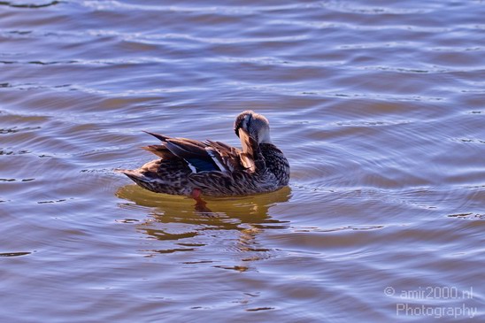 Duck_nature_Landscape_Photography_050_Canon_EOS_5D_Mark_IV.JPG