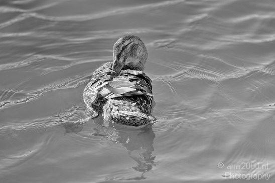 Duck_nature_Landscape_Photography_051_Canon_EOS_5D_Mark_IV.JPG
