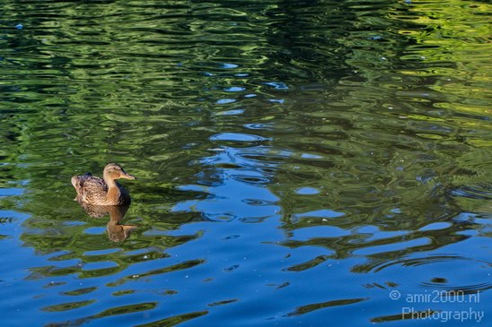 Duck_nature_Landscape_Photography_052_Canon_EOS_5D_Mark_IV.JPG