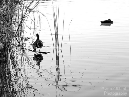 Duck_nature_Landscape_Photography_053_Canon_EOS_5D_Mark_IV.JPG