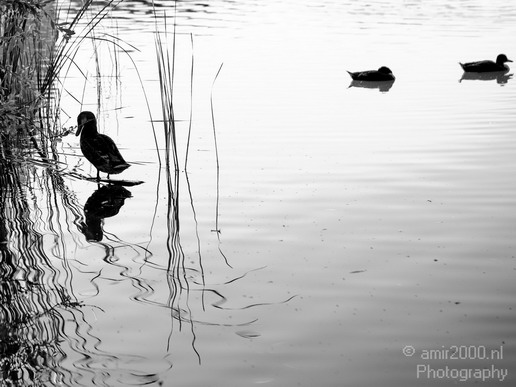 Duck_nature_Landscape_Photography_054_Canon_EOS_5D_Mark_IV.JPG
