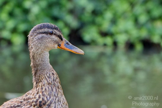 Duck_nature_Landscape_Photography_056_Canon_EOS_5D_Mark_IV.JPG