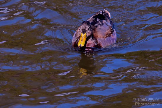 Duck_nature_Landscape_Photography_058_Canon_EOS_5D_Mark_IV.JPG