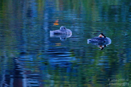 Duck_nature_Landscape_Photography_061_Canon_EOS_5D_Mark_IV.JPG