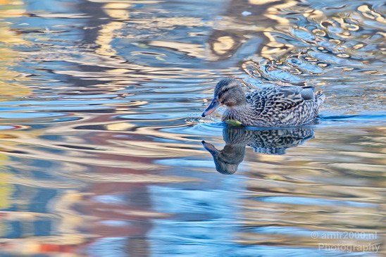 Duck_nature_Landscape_Photography_064_Canon_EOS_5D_Mark_IV.JPG