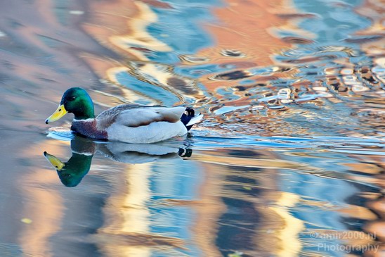 Duck_nature_Landscape_Photography_065_Canon_EOS_5D_Mark_IV.JPG