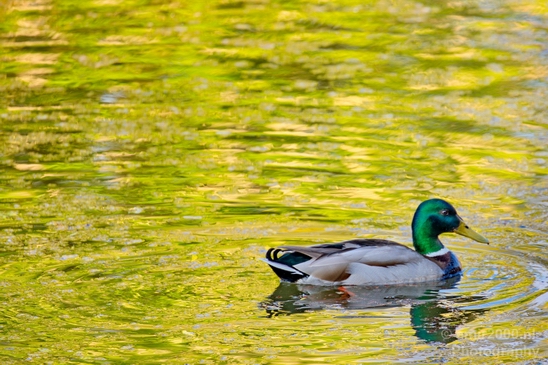 Duck_nature_Landscape_Photography_071_Canon_EOS_5D_Mark_IV.JPG