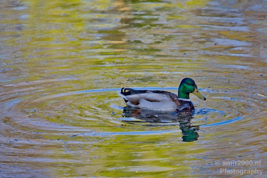 Duck_nature_Landscape_Photography_072_Canon_EOS_5D_Mark_IV.JPG