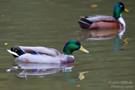 Duck_nature_Landscape_Photography_076_Canon_EOS_5D_Mark_IV.JPG
