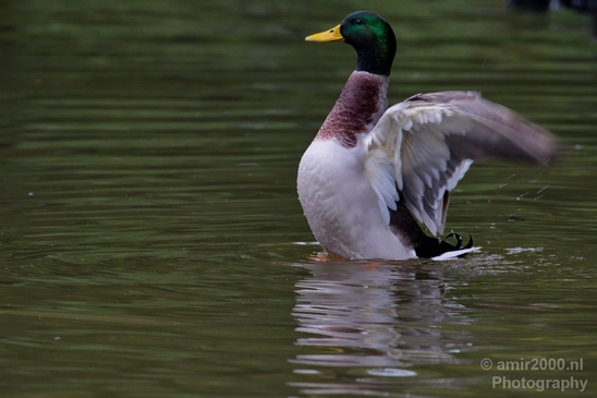 Duck_nature_Landscape_Photography_078_Canon_EOS_5D_Mark_IV.JPG
