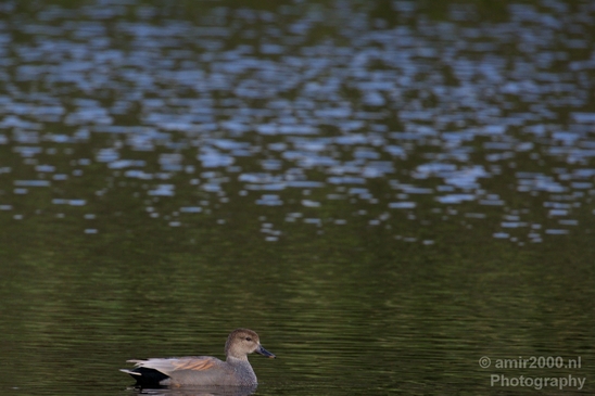 Duck_nature_Landscape_Photography_084_Canon_EOS_5D_Mark_IV.JPG