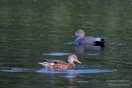 Duck_nature_Landscape_Photography_086_Canon_EOS_5D_Mark_IV.JPG